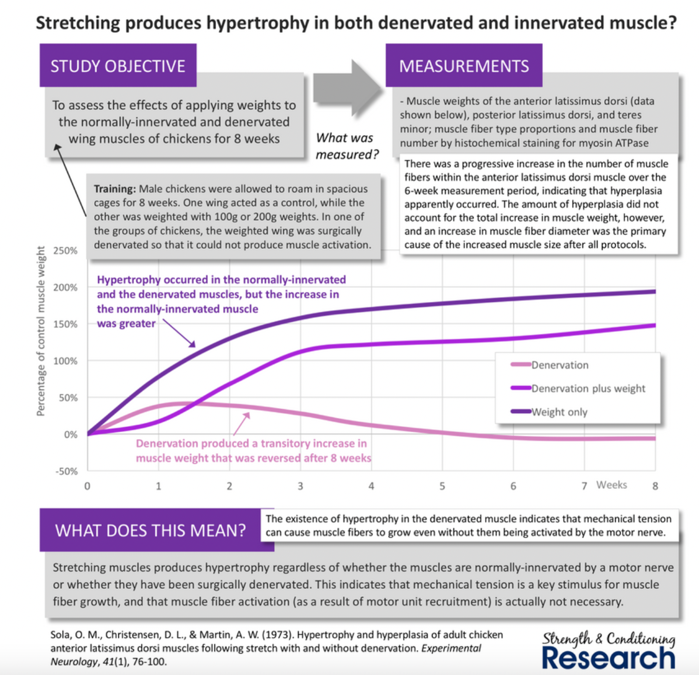 Not All Reps are Created Equal: Increase Muscle Growth by Increasing your Stimulating Reps